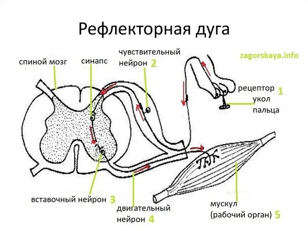 Два примера рефлекторной дуги Биометрические техники коррекции дисфункций внутренних органов купить книгу в