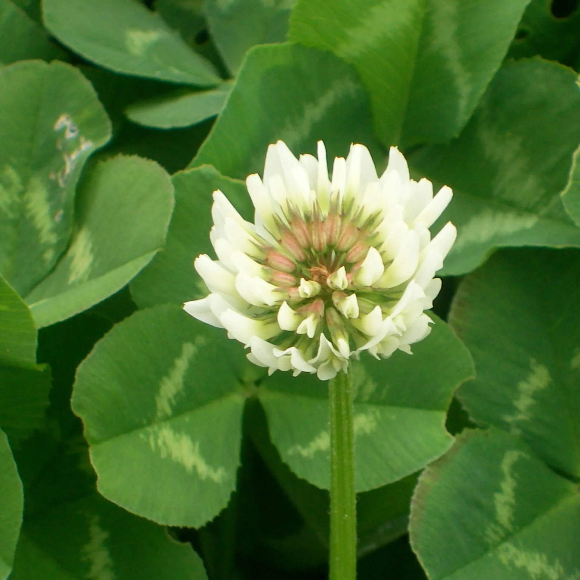 Купить клевер белый ползучий семена. Клевер ползучий (Trifolium repens). Клевер белый низкорослый. Газон Клевер белый ползучий. Клевер бледно-жёлтый.