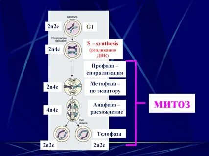 Какой хромосомный набор в телофазе митоза