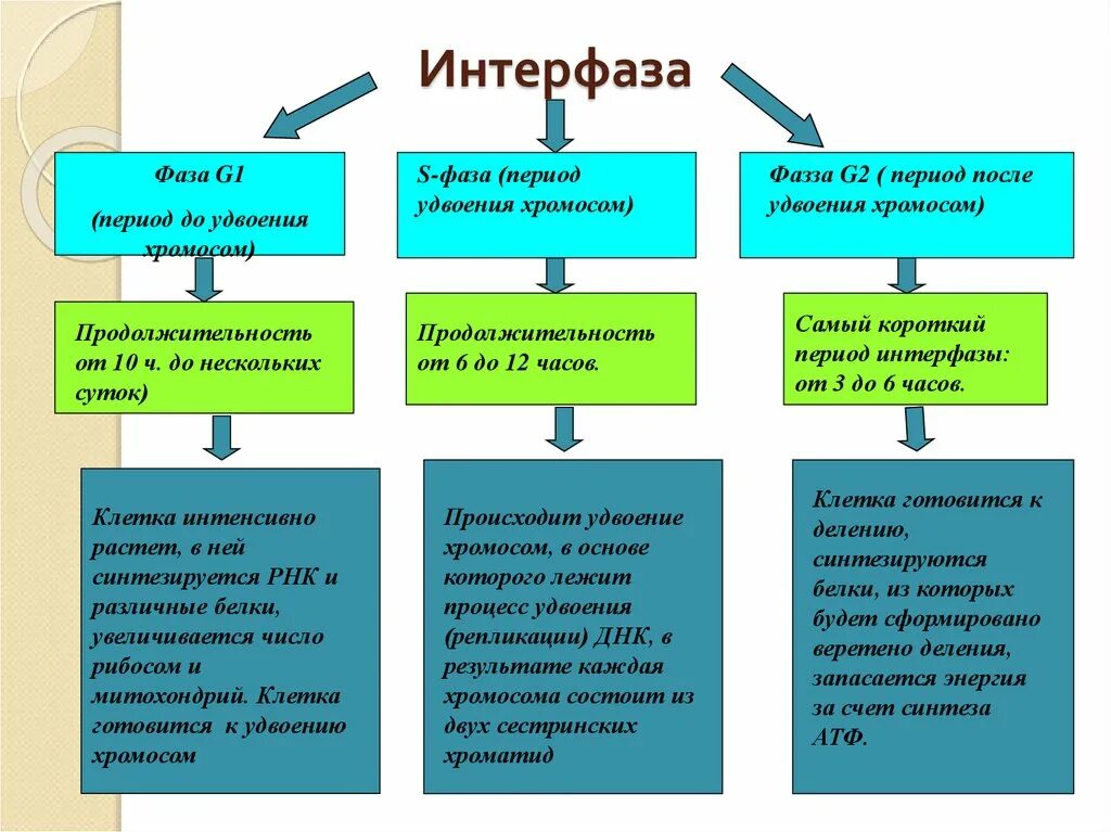 Интерфаза что происходит кратко. Пресинтетический период интерфазы таблица. интерфаза описание кратко. интерфаза это в биологии кратко. синтетический пресинтетический постсинтетический период таблица.