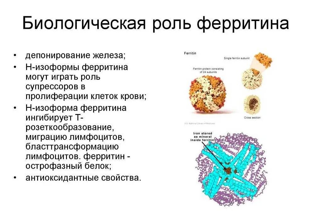 Структура молекулы ферритина. Ферритин белок функции. Ферритин в организме человека. Ферритин функции.