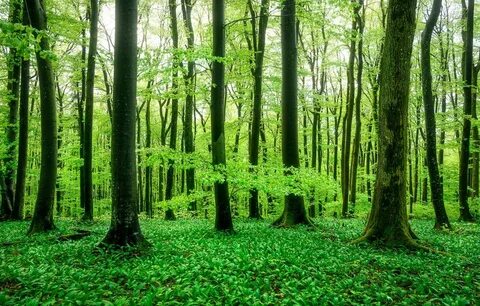Зеленый лес фон (225 фото) 