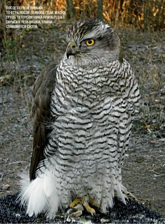 Ястреб краткое описание. Сокол орел ястреб отличия. Орел ястреб сокол коршун беркут. Ястреб-тетеревятник самка. Ястреб-тетеревятник ястребиные.