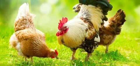 Chicken animals