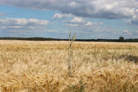 Погода стояла безветренная и ржаное поле