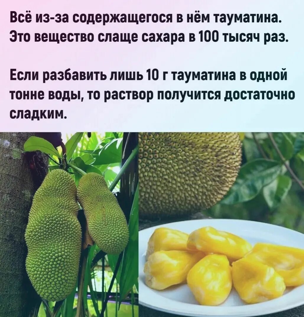 Овощ слаще сахара. Фрукт слаще сахара. самое сладкое растение. самое сладкое растение в мире. кетемф растение.