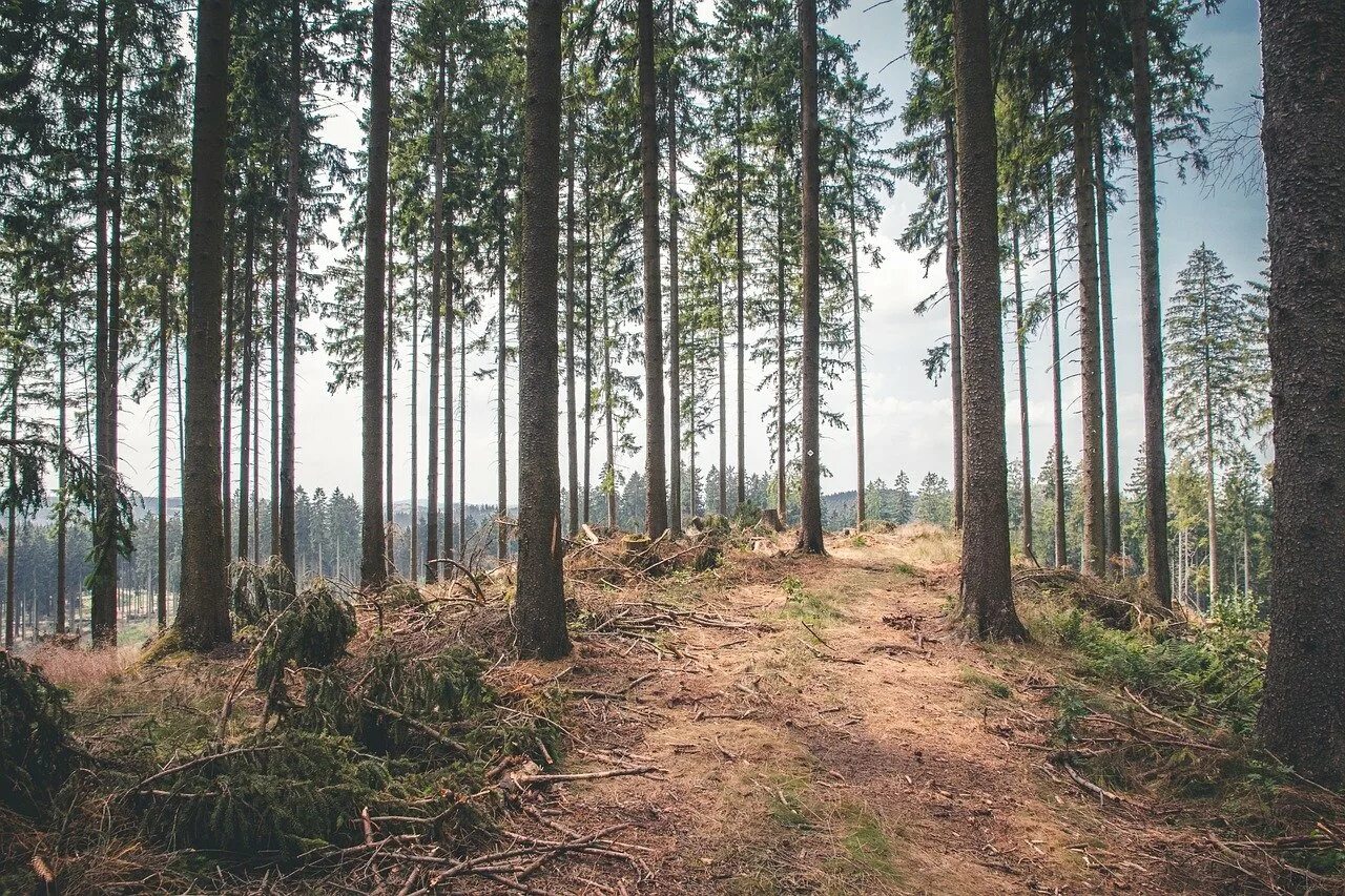 Ломаный лес. Сосновый лес в Польше. Сосново еловый лес. Редкий Сосновый лес. Опушка соснового леса.