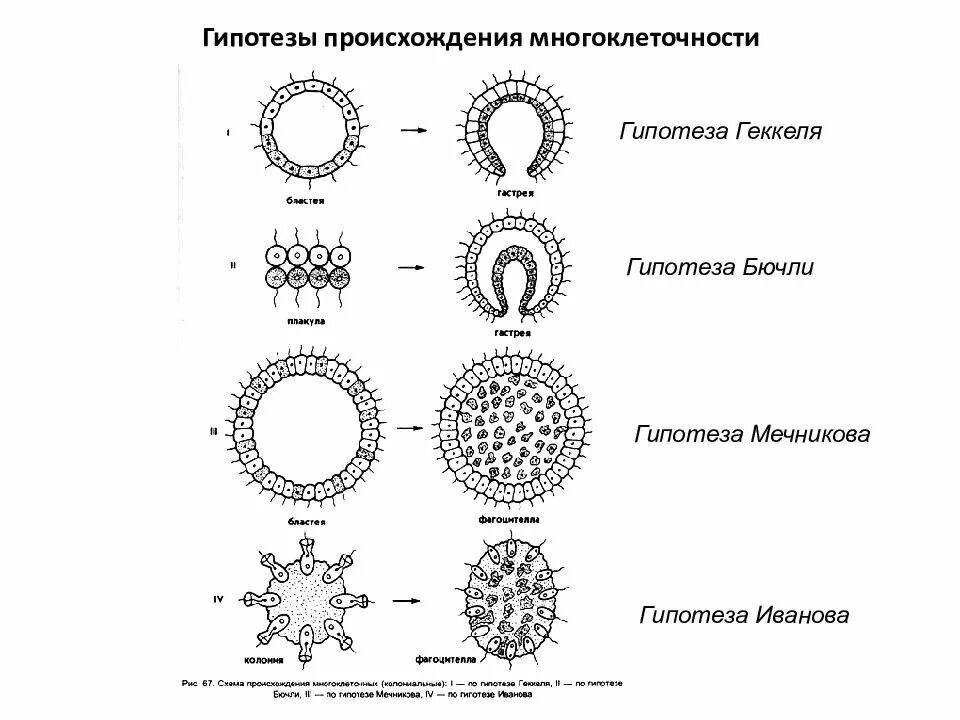 Появление многоклеточности привело. Теория многоклеточности Мечникова. Теория фагоцителлы Мечникова. Колониальные гипотезы происхождения многоклеточности. Гипотеза фагоцителлы Мечникова.