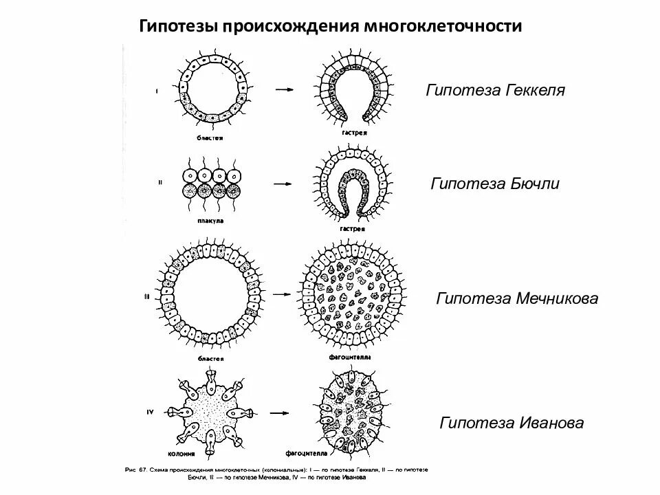 Этапы эволюции многоклеточных. Теория многоклеточности Мечникова. Теория фагоцителлы Мечникова. Колониальные гипотезы происхождения многоклеточности. Гипотеза фагоцителлы Мечникова.