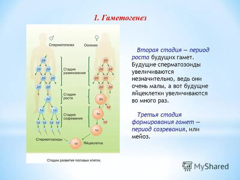 Гаметогенез делится