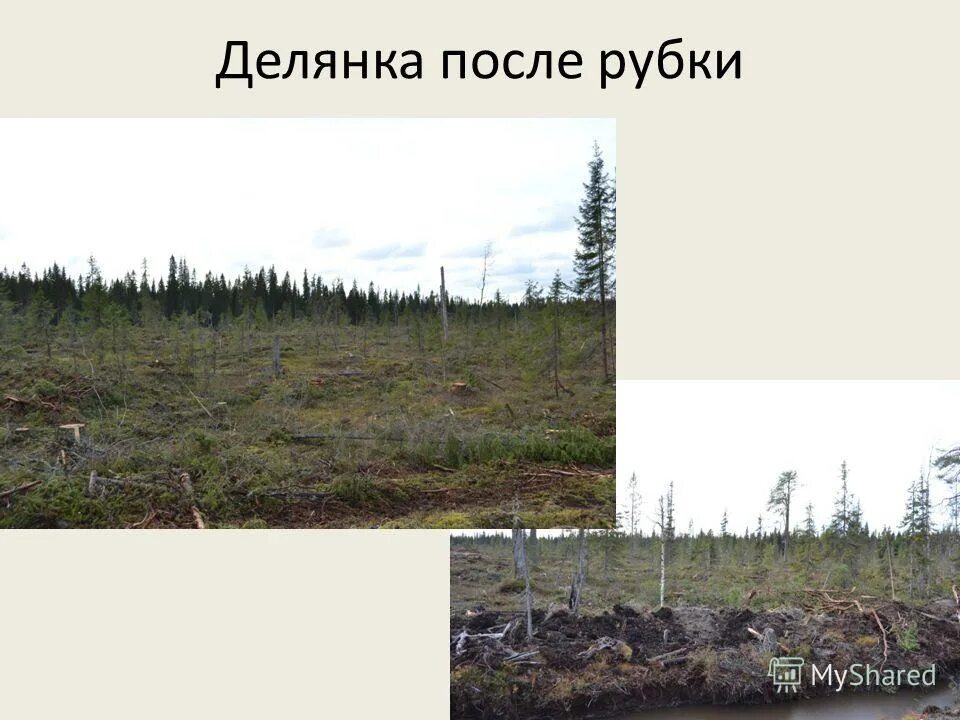 Уборка делянок. Вырубка леса масштабная. Очистка делянки после вырубки леса. Лесная деляна. Лесосеки сплошных рубок.