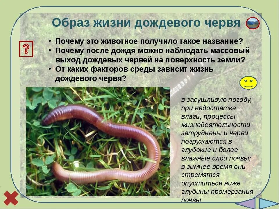 Части дождевого червя. Особенности жизнедеятельности дождевого червя. Характеристика земляного червя. Строение дождевого червя.