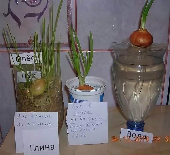 Как растет лук в воде по дням. Лук в воде. Прорастание луковицы в воде. Прорастание лука в воде. Рост луковицы в воде