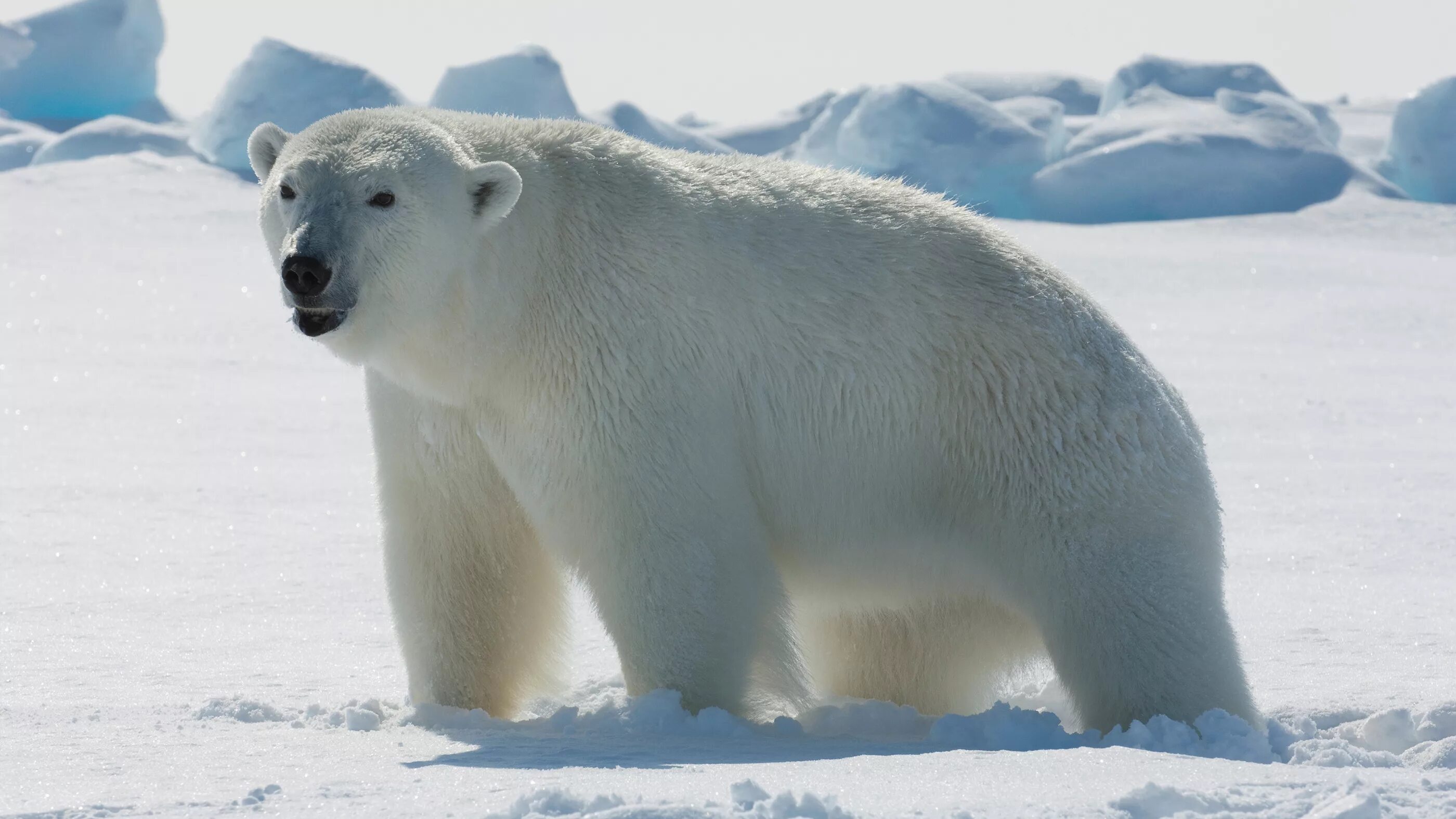 Обитатели полюсов. Белый медведь Северный полюс. Полярные медведи Северный полюс. Белые медведи в Арктике. Северный Ледовитый океан белый медведь.