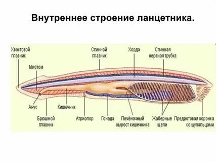 Общий план строения это