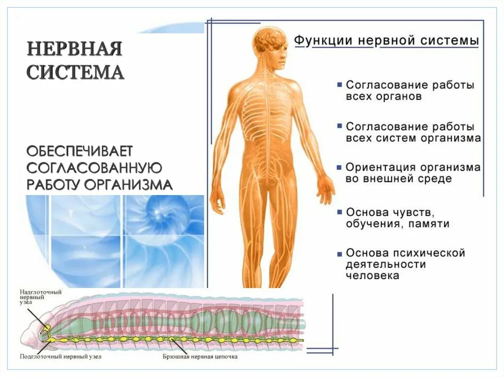 Система обеспечивающая в том числе. Органы нервной системы. нервная система обеспечивает:. организм человека нервная система. нервная система человека обеспечивает.