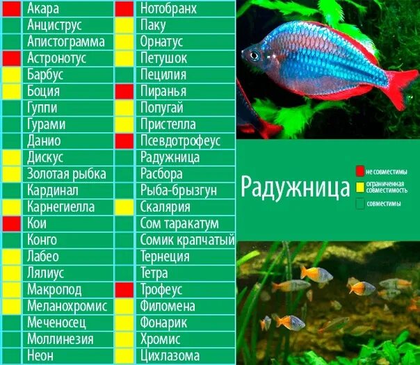 Гурами золотой: содержание, совместимость, самец и самка, фото-видео обзор