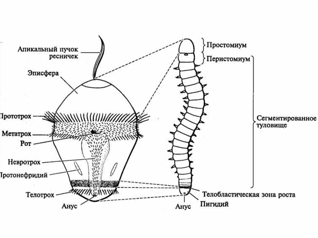 Сегментированные черви. Тип кольчатые черви Annelida. Строение личинки полихет. Многощетинковые черви личиночная стадия. Строение многощетинковых червей.