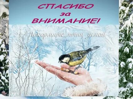 Покормите птиц зимой 2024