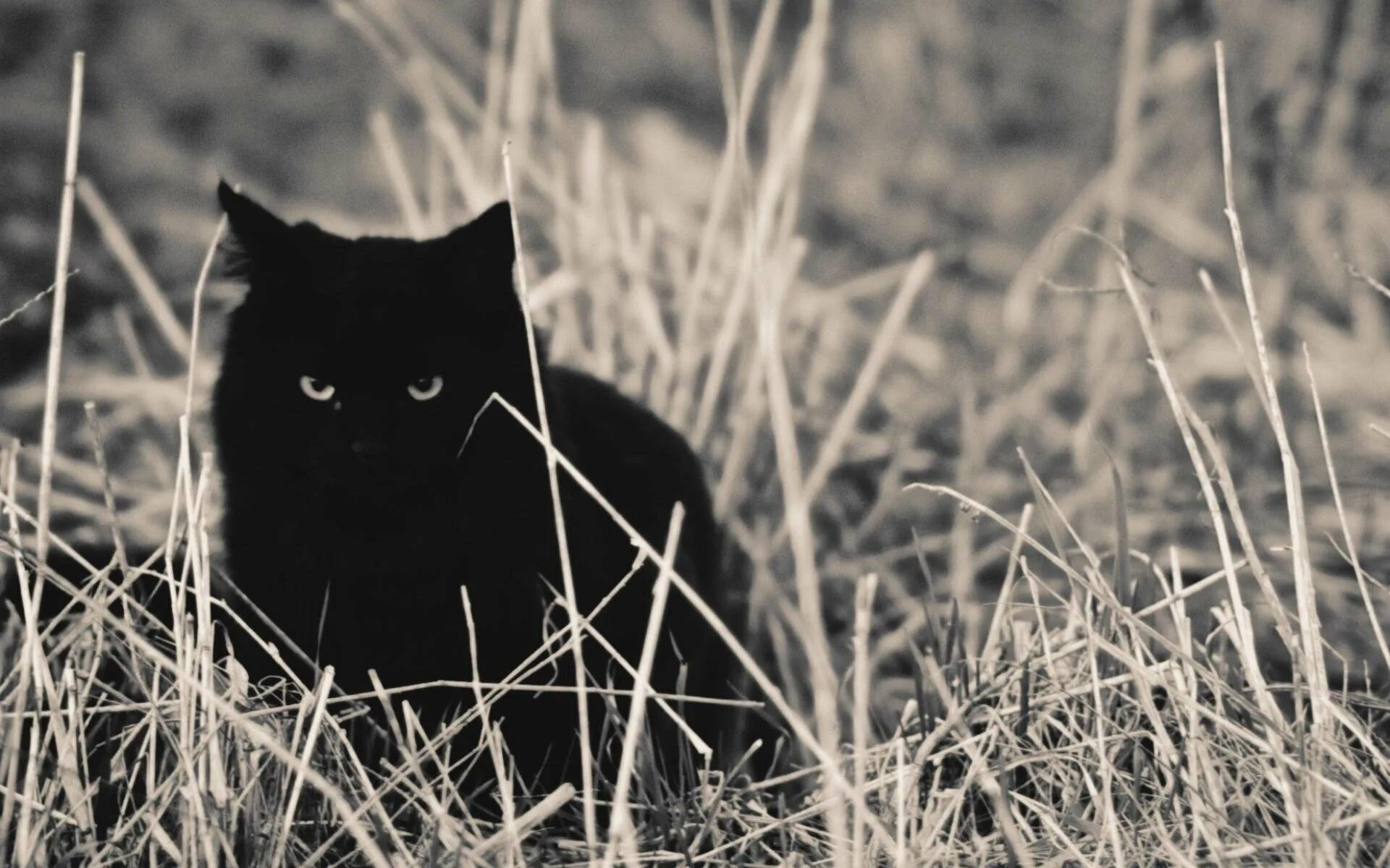 Чёрный кот. Черные коты. Красивый черный кот. Серьезный черный кот. Черная кошка россия