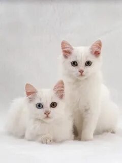 Two white