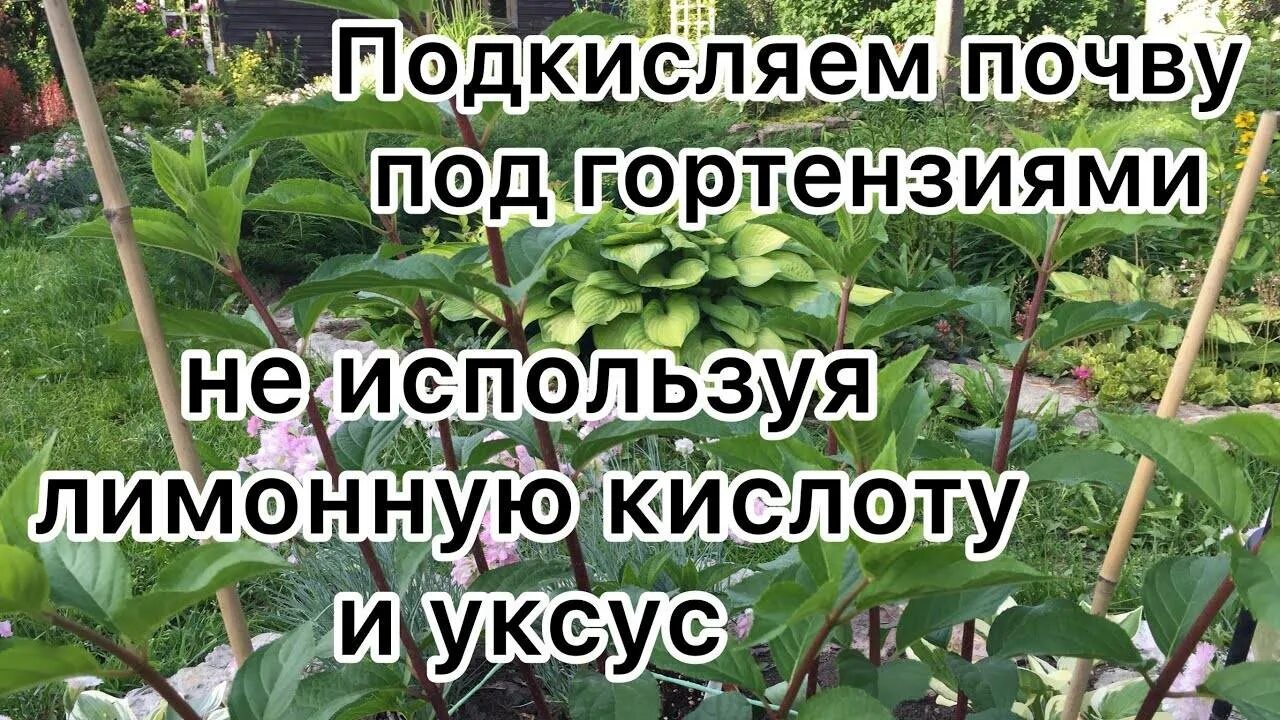 Как закислить почву для гортензии. Подкислить почву для гортензий. Подкисление гортензии лимонная кислота. Подкислить гортензию лимонной кислотой. Удобрение для подкисления почвы для гортензии.