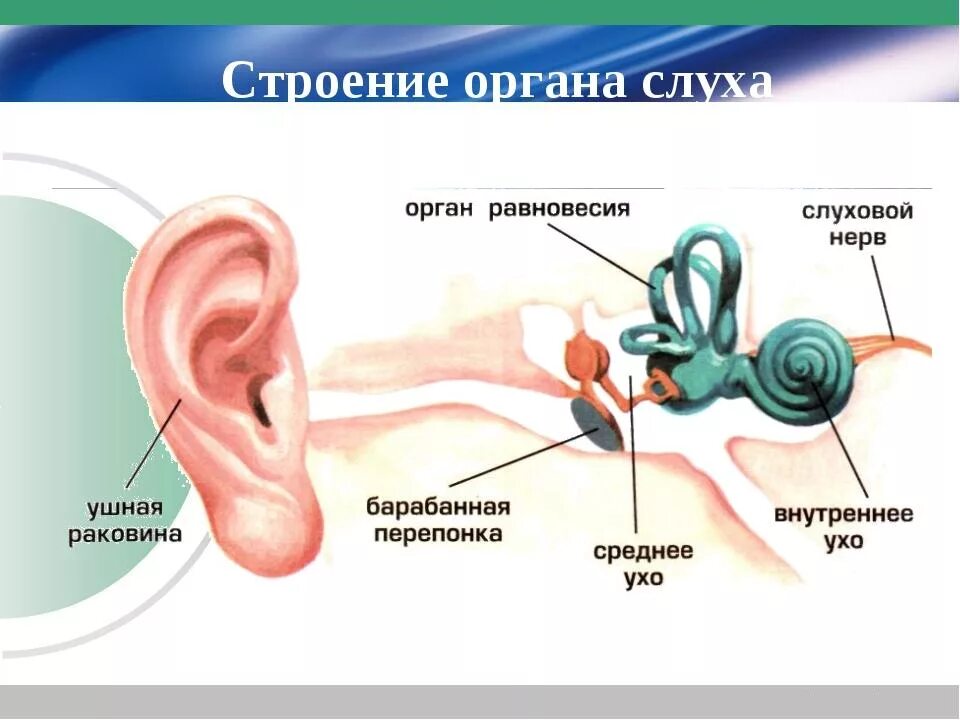 Строение слухового органа чувств. Строение органа слуха человека анатомия. Строение органа слуха. Орган слуха схема. Рассказы про уши