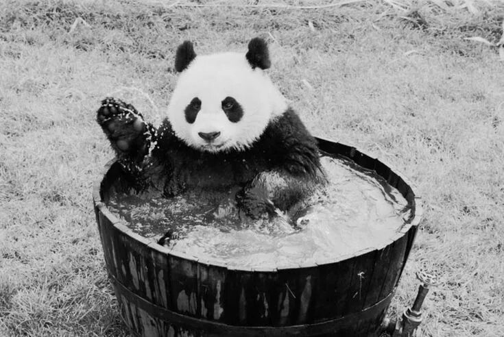 Панда линг. Панда Линг Линг. Панда бухает. Панда в душе.