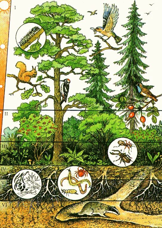 Экосистема ели. Экосистема ели. Биоценоз биогеоценоз экосистема. Экосистема ели. Экосистема леса для детей.