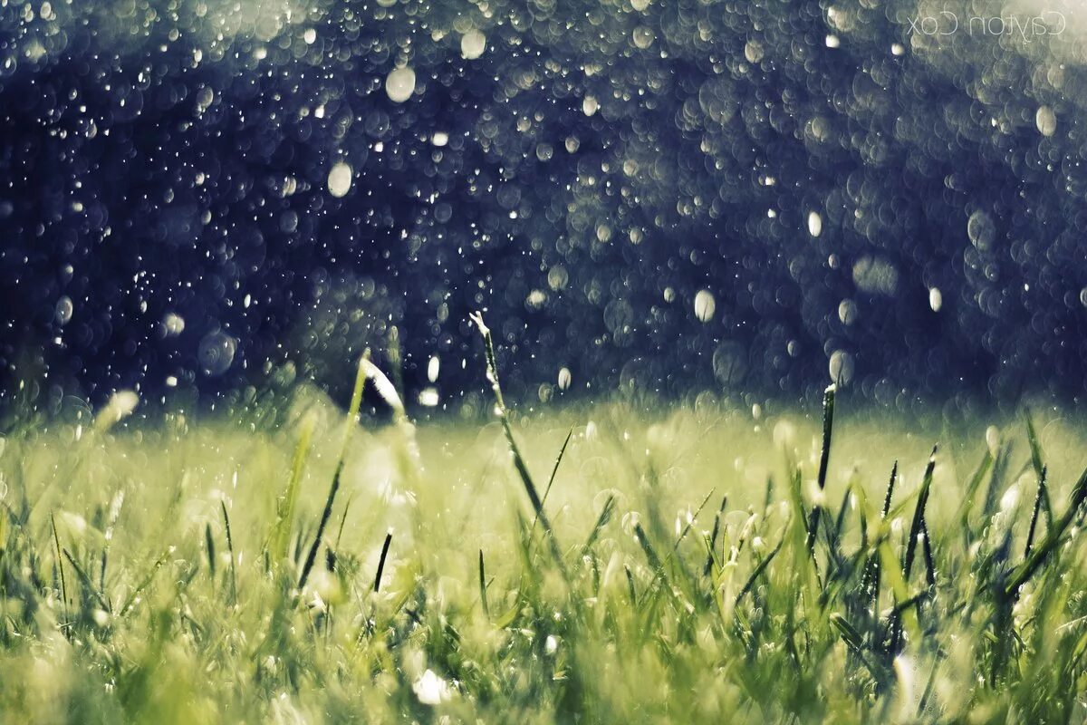 Самый дождливый месяц лета. Дождь. Природа дождь. Обои дождь. Летний дождик.