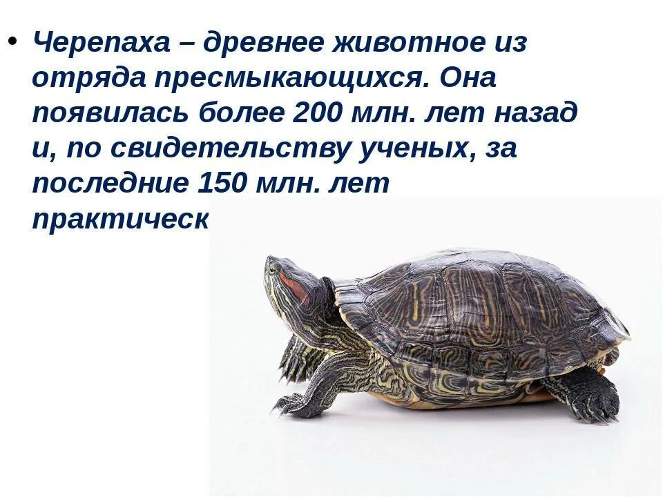 Текст про черепаху. Описание черепахи. Доклад про черепаху. Рассказ о черепахе. Пресмыкающиеся животные черепаха.