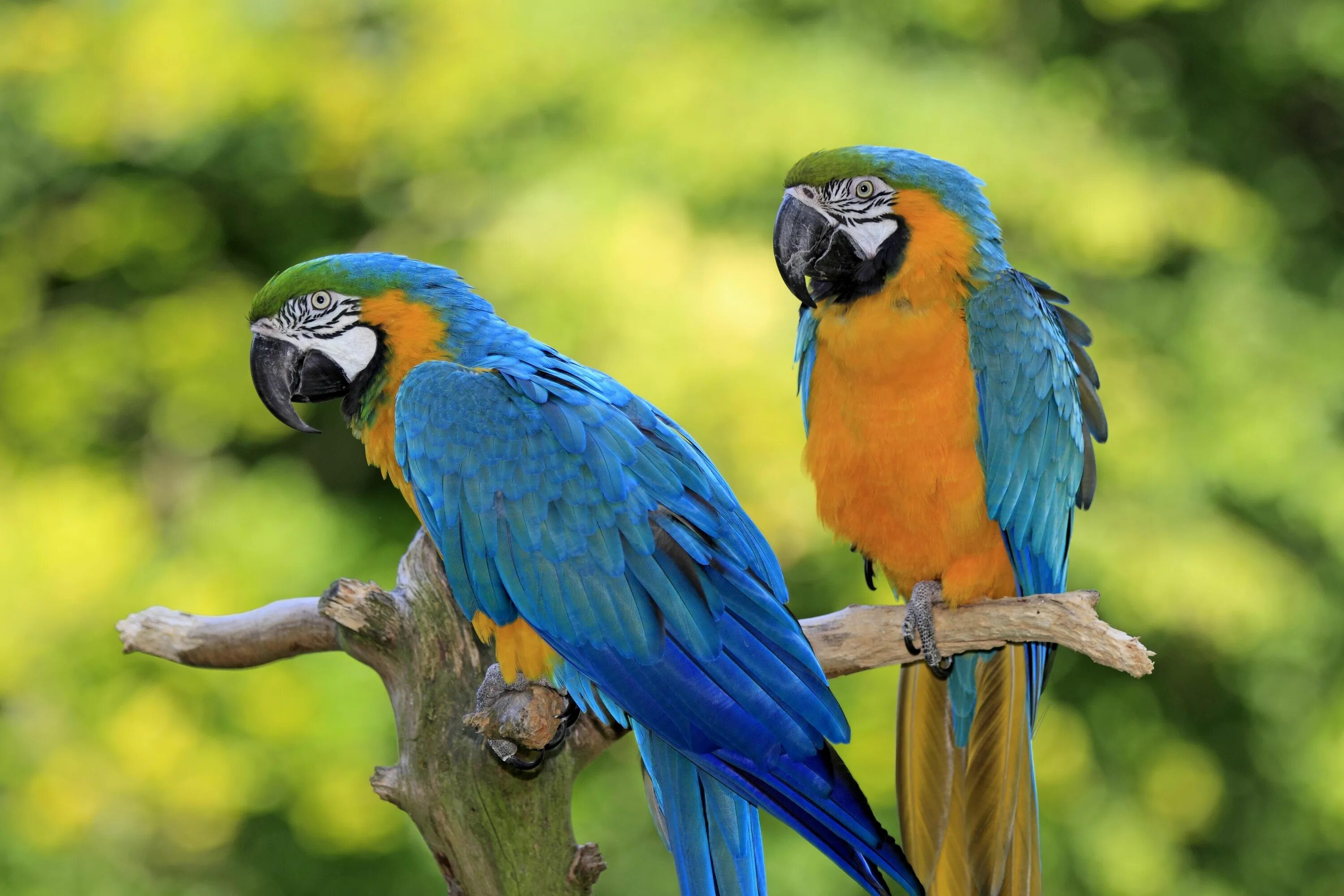 Ара ара попугай. Blue macaw попугай. Бразильские попугаи ара. Ара камелот. Macaw's furniture.