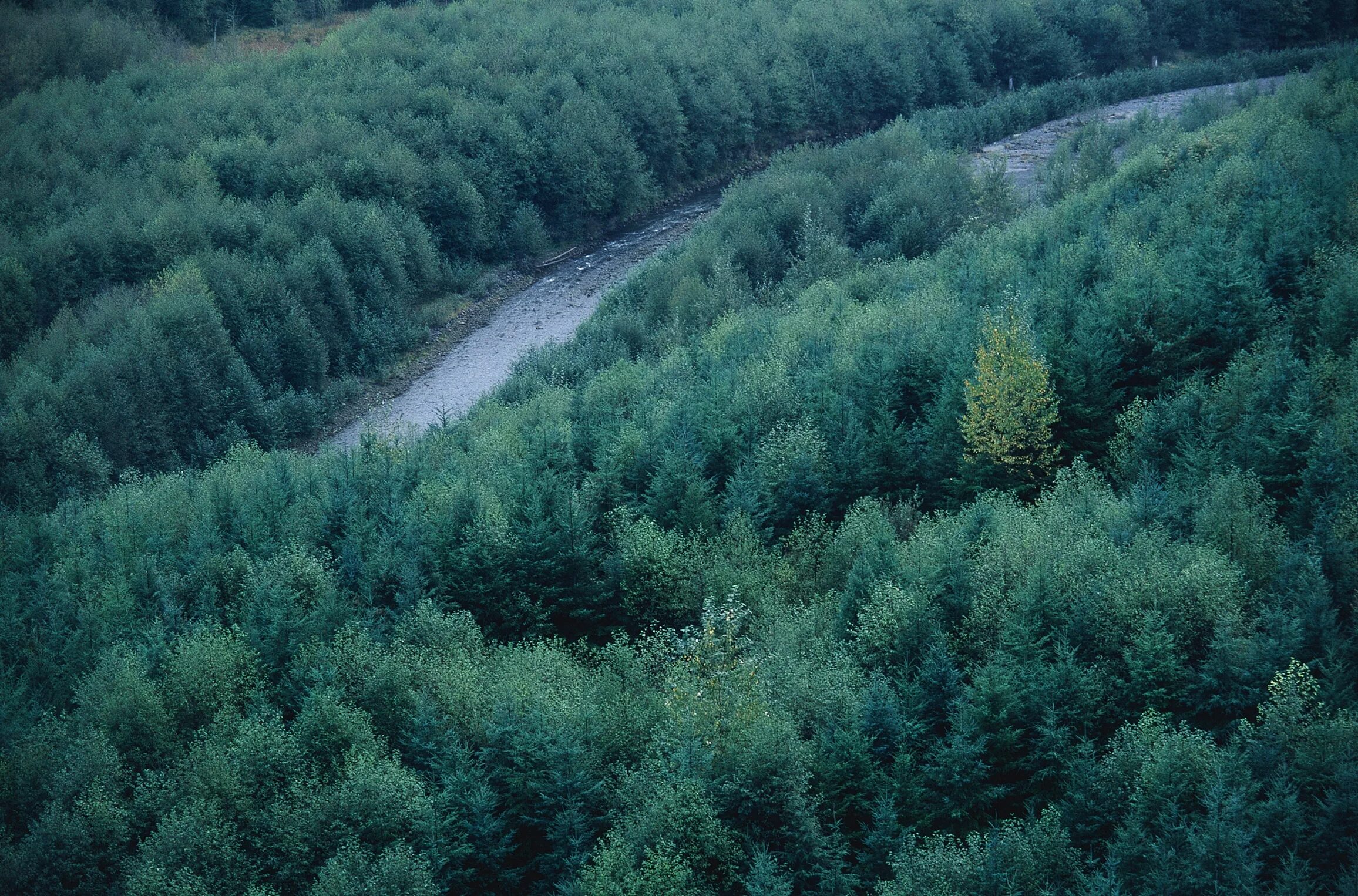 Лес Сибири. Лес вид сверху. Тайга (хвойные леса). Кременские леса.