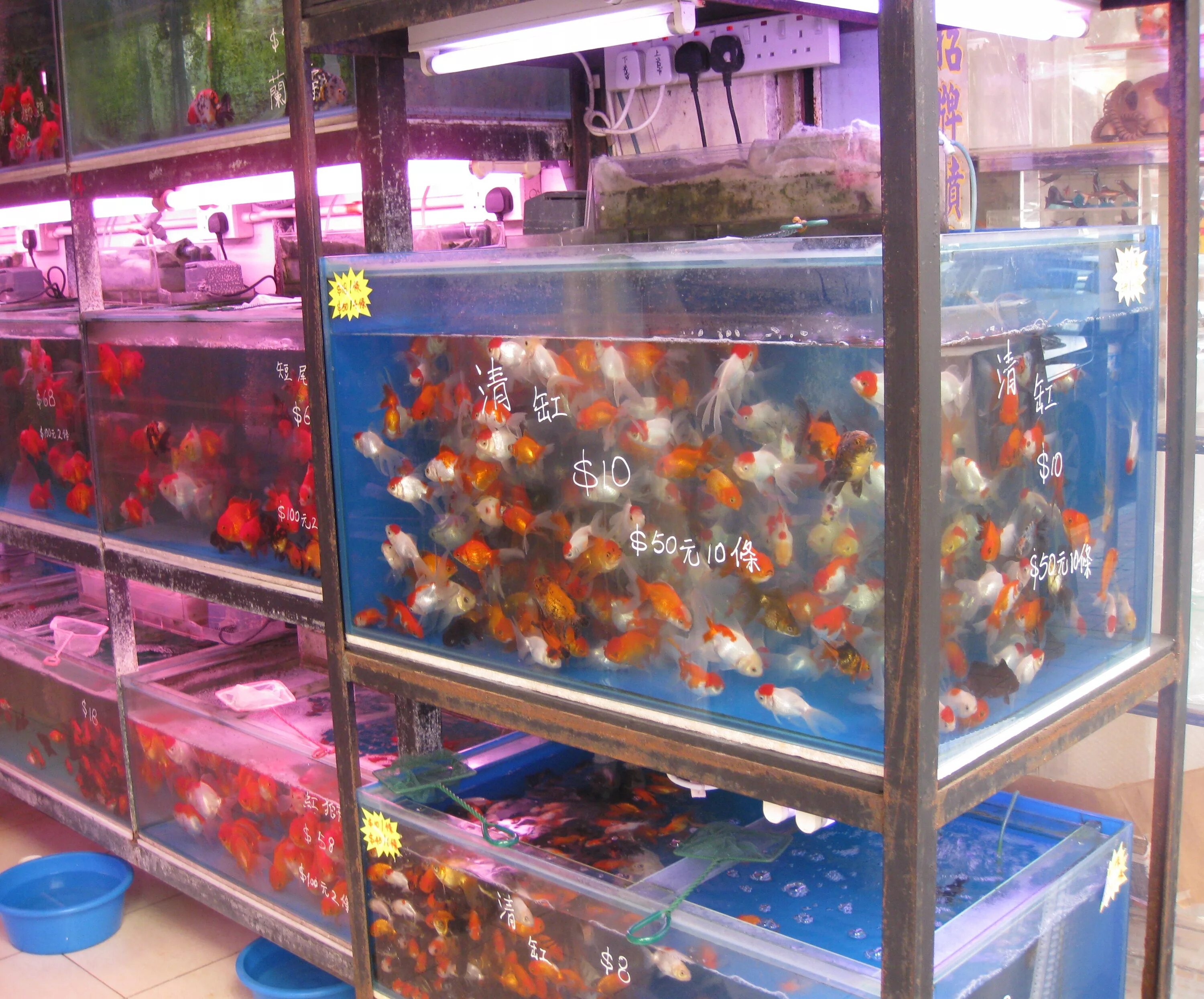 Продать аквариумных рыбок. Аквариумные рыбки на рынке. Птичий рынок рыбки аквариумные. Птичий рынок аквариумы. Полюстровский рынок рыбки аквариумные.