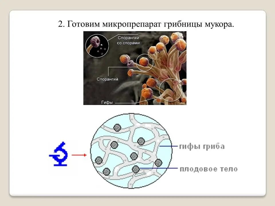 Картинки СПОРЫ ВЫПОЛНЯЮТ ФУНКЦИЮ РАЗМНОЖЕНИЯ БАКТЕРИИ ИЛИ ГРИБЫ