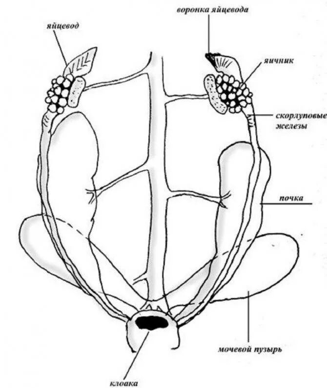 Мочеполовая система самца болотной черепахи. Половое строение черепах. Внутренне строение черепахи. Половые органы красноухой черепахи. Половой орган самца красноухой черепахи.