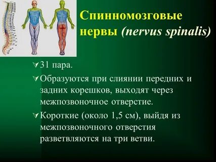 Общее количество спинномозговых нервов 31 пара