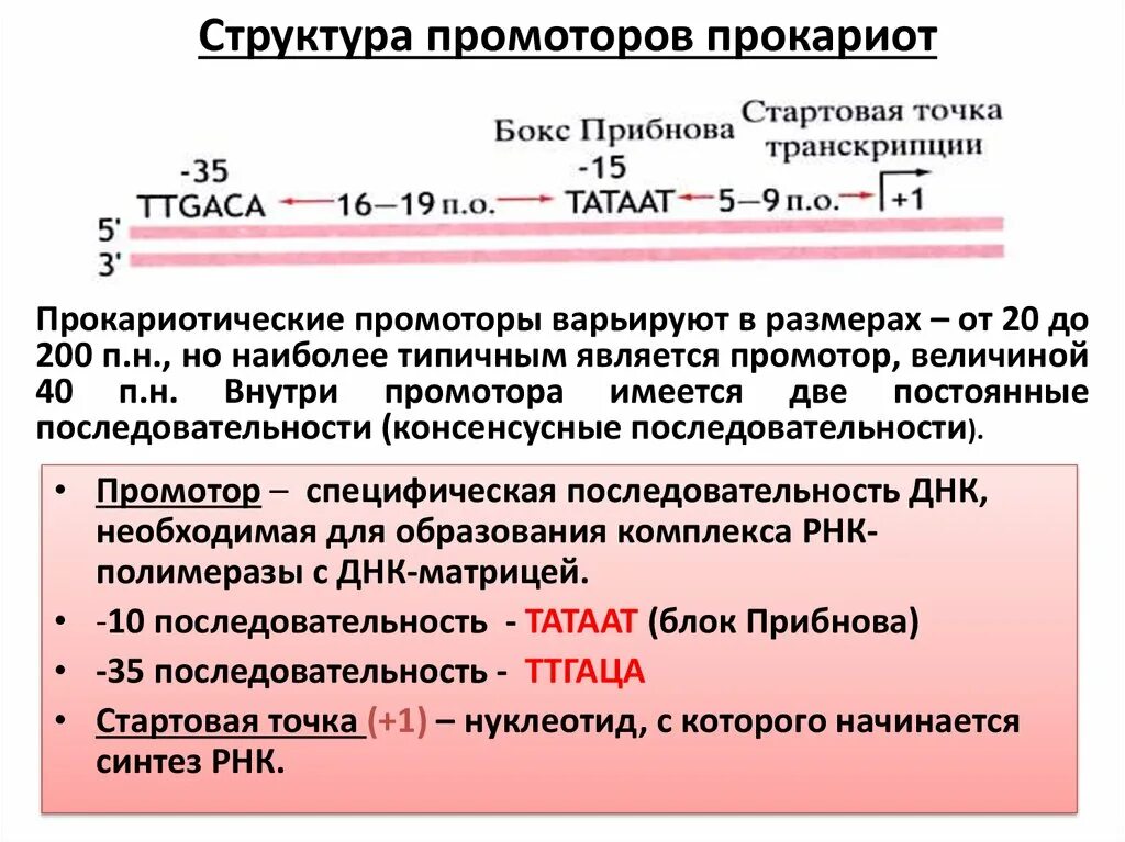 Промоторы рнк полимеразы 3