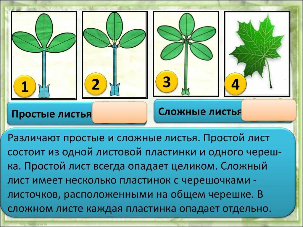 Простые и сложные листья. Строение простого и сложного листа. Различают простые и сложные листья. Строение листьев простые и сложные.