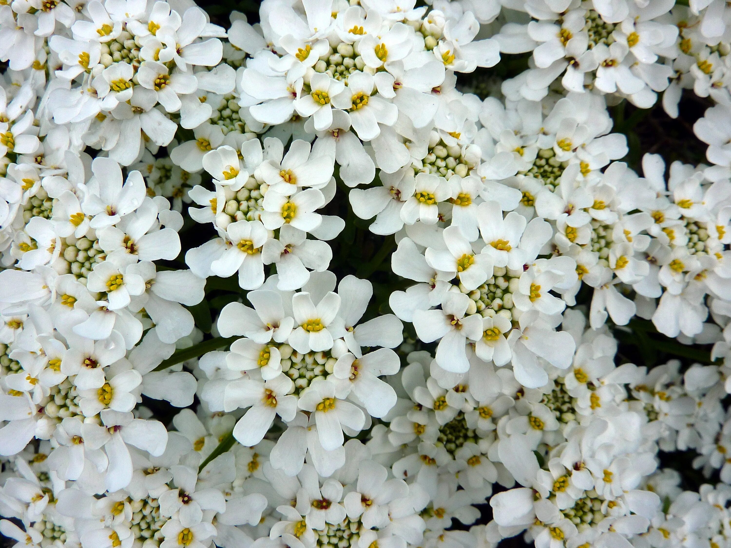 White blossoms. Иберис и Арабис. Иберис цветок. Иберис скальный. Иберис полевой.