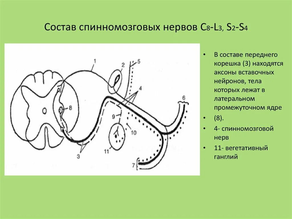 Что представляют собой спинномозговые нервы. Схема образования и разветвления спинномозгового нерва. состав спинномозговых нервов. 4 спинномозговой нерв. спинномозговые нервы 4 ветви схема.