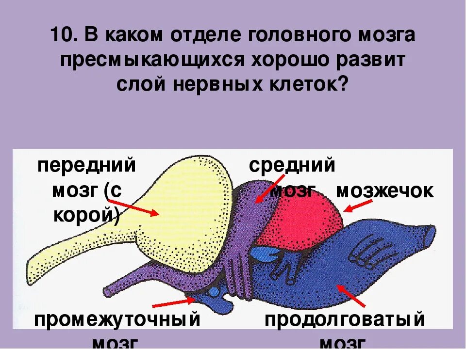 Мозг у рептилий функции. Схема строения головного мозга пресмыкающихся. Головной мозг пресмыкающегося схема. Строение мозга рептилий. Функции отделов мозга у пресмыкающихся.