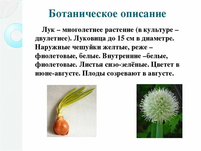 Значение луковых