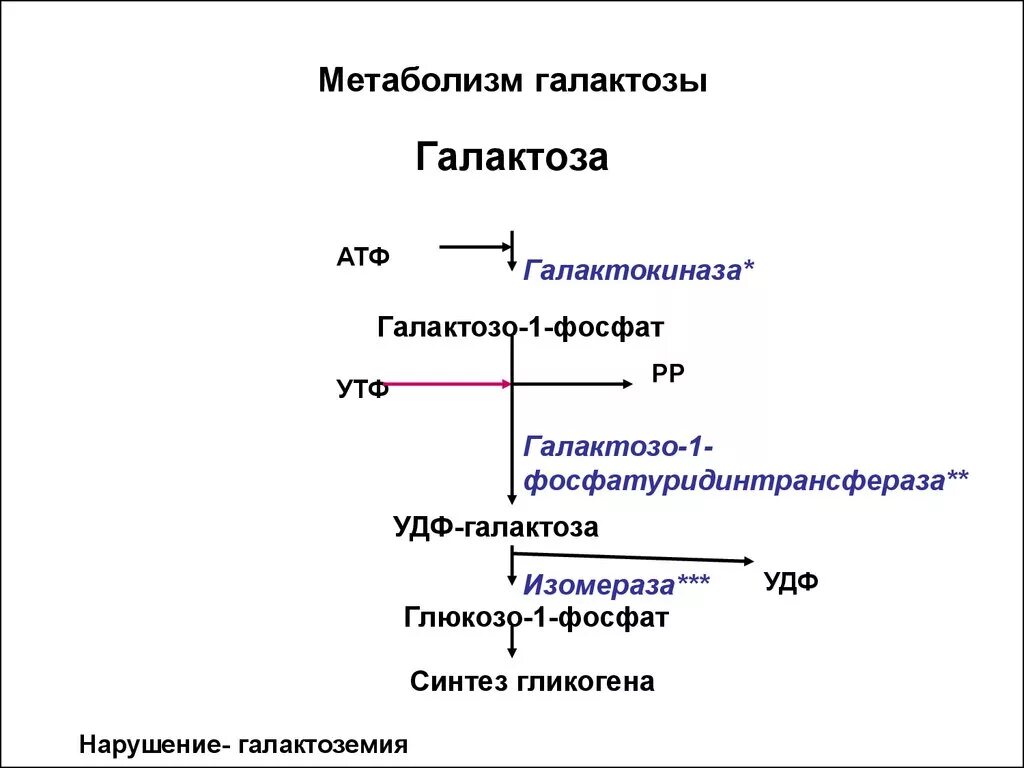 Нарушение обмена галактозы биохимия. Пути метаболизма фруктозы и галактозы в печени. Схема метаболизма галактозы. Метаболизм гликогена биохимия схема. Обмен фруктозы