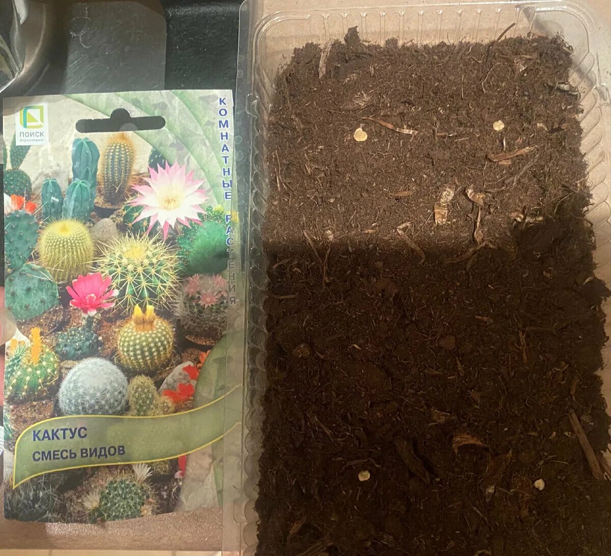 Всходы кактусов. Разные кактусы в одном горшке. Несколько кактусов в одном горшке. Ферокактус сеянцы. Кактусы из семян.
