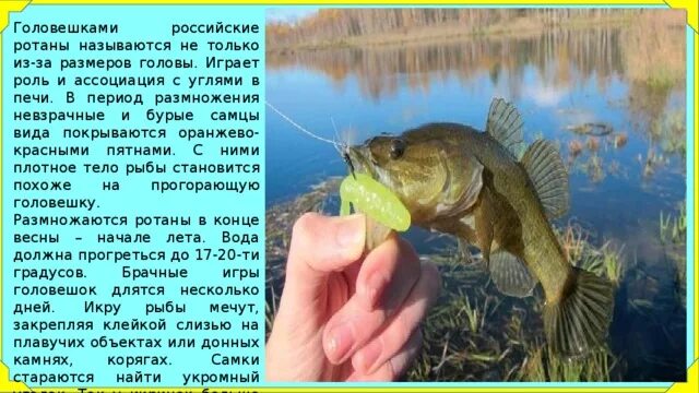 Головешка или головешка. Головешка или головешка