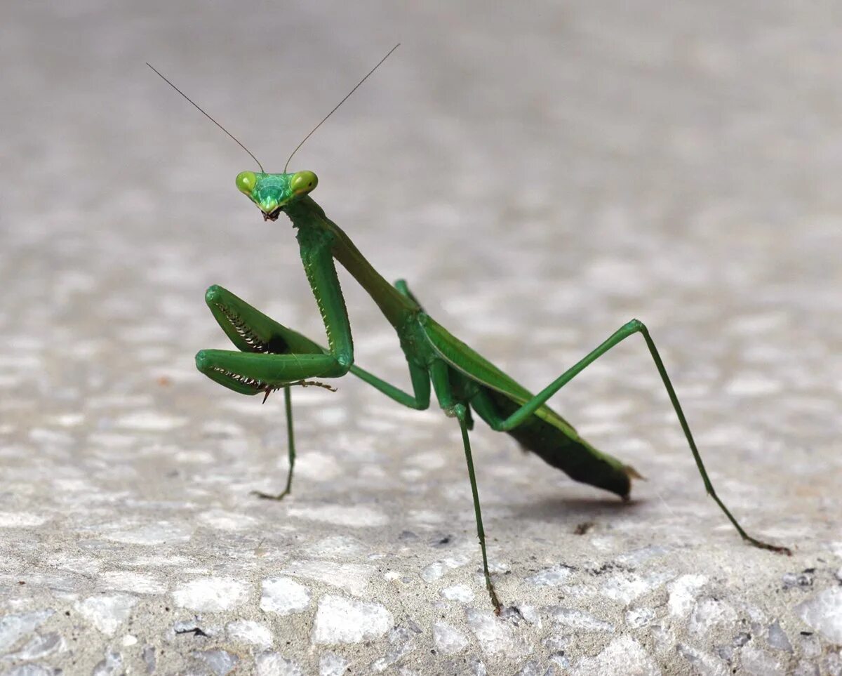 Живой богомол. Praying Mantis насекомое. Богомол обыкновенный самка. Самка богомола паук. Мадагаскарский богомол.