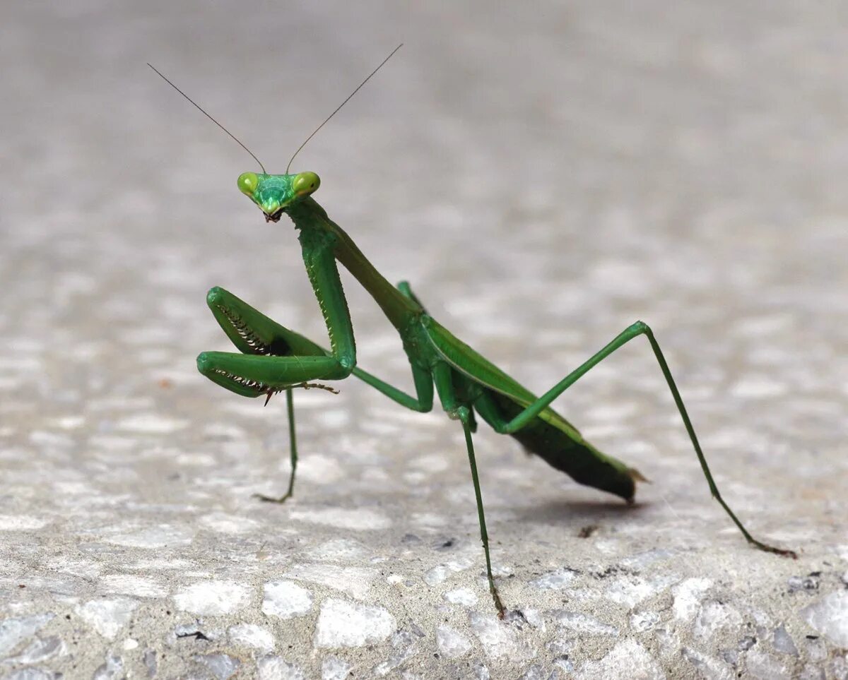 Как называется богомол. Praying Mantis насекомое. Богомол обыкновенный самка. Самка богомола паук. Мадагаскарский богомол.