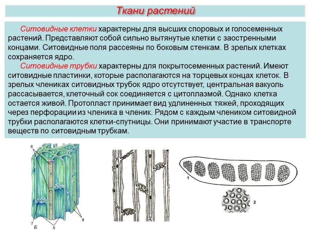 Сильно вытянутые клетки. Трахеиды и ситовидные клетки. Ситовидные трубки и клетки-спутницы. Членики ситовидных трубок. Клетки ситовидных трубок.