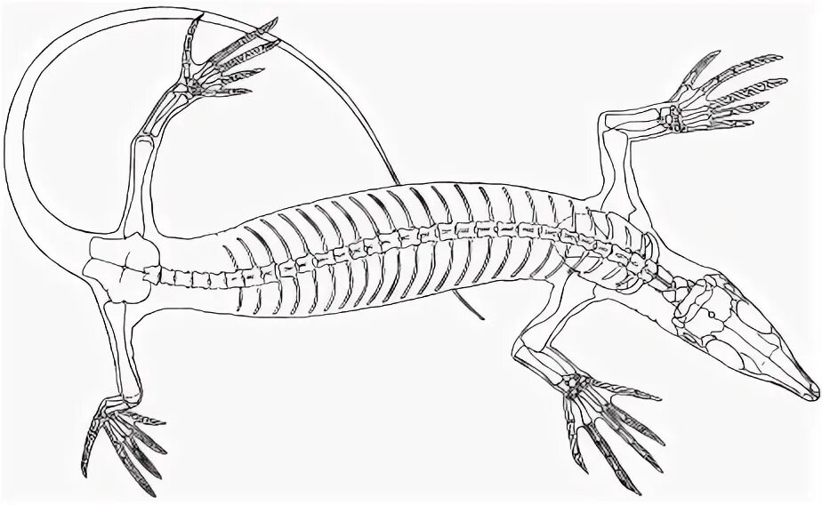 Задние конечности ящерицы. Скелете просмыкающих. Скелет пресмыкающихся. Скелет варана. Скелет ящерицы.